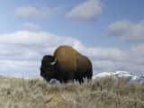 A Magnificent American Bison Bull under a Soft Blue Sky Photographic Print by Dr. Maurice G. Hornocker