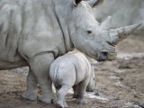 A Large White Rhinoceros and its Young Fotografie-Druck von Kenneth Garrett