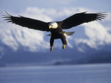 Bald Eagle Descends along the Shores of Southeast Alaska Photographic Print by Paul Nicklen