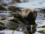A Sea Otter Has Wrapped Himself with Kelp as an Anchor for a Nap Photographic Print by Bill Curtsinger