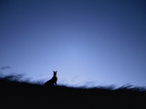 A Twilight View of a Silhouetted Kangaroo Photographic Print by Jason Edwards
