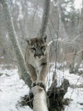 Un puma marchant le long d'une branche d'arbre en hiver Photographie par Dr. Maurice G. Hornocker