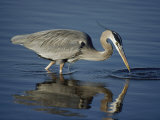 A Great Blue Heron Wades on Stilt-Like Legs While Foraging for Food Photographic Print by Bates Littlehales