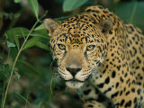 A Jaguar Pauses in the Foliage Photographic Print by Steve Winter