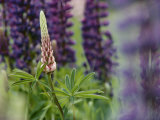 Close View of a Wild Lupine Photographic Print by Phil Schermeister