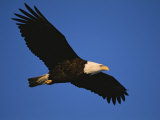 American Bald Eagle in Flight Fotografie-Druck von Paul Nicklen