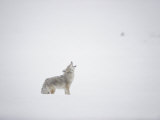 A Coyote Throws Back His Head and Howls Photographic Print by Dr. Maurice G. Hornocker