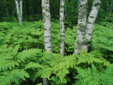 Silvery Birch Bark Gleams from a Bed of Ferns at Twelvemile Beach Campground Photographie par Phil Schermeister
