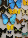 Display of Butterfly Samples at the National Biodiversity Institute Fotografie-Druck von Steve Winter