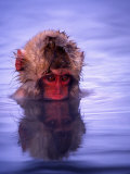Baby Japanese Macaque (Snow Monkey) Bathing in Natural Hot Springs Photographie