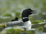 A Loon Chick Rides Piggy-Back on its Parent Photographic Print by Michael S. Quinton