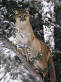 Magnifique photo d'un couguar dans un arbre enneigé Photographie par Dr. Maurice G. Hornocker