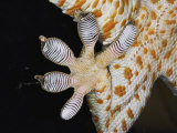 Close-up of the Toe-Pads of a Tokay Gecko Photographic Print by Darlyne A. Murawski