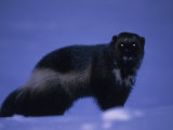 Portrait of a Wolverine in the Arctic Snow Lámina fotográfica por Paul Nicklen Portrait of a Wolverine in the Arctic Snow Lámina fotográfica por Paul Nicklen