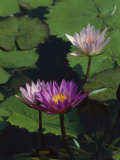 Fragrant Water Lily Flowers Photographic Print by Richard Nowitz