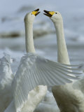 Whooper Swans Flapping its Wings and Vocalizing in a Display Photographic Print