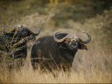 Deux buffles d'Afrique dans le veld Photographie par Dr. Maurice G. Hornocker