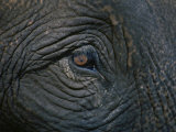 Close up of the Eye of an Asian Elephant Photographie par Jodi Cobb