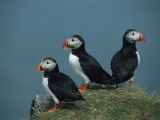 Trio of Atlantic Puffins Perch on a Grass-Covered Cliff Photographic Print by Sisse Brimberg