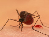 A Biting Female Mosquito with Her Abdomen Filled with a Blood Meal Photographic Print by Darlyne A. Murawski