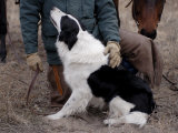 A Male Rancher and His Boarder Collie at the Nebraska National Forest Photographic Print by Joel Sartore