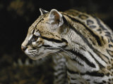 An Ocelot Photographic Print by Jason Edwards