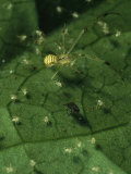 A Mother Spider and Her Spiderlings Photographic Print
