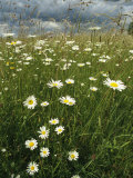 Field Filled with Daisies and Tall Grasses Lámina fotográfica por Klaus Nigge Field Filled with Daisies and Tall Grasses Lámina fotográfica por Klaus Nigge