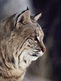 Gros plan d'un lynx roux Photographie par Dr. Maurice G. Hornocker