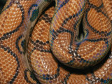 Detail of the Scales and Design of a Brazilian Rainbow Boa Photographic Print by Darlyne A. Murawski
