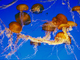 Jellyfish in the Ocean Around Costa Rica Photographic Print by Paul Nicklen