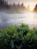 Mist over Oregons Crescent Creek in the Cascade Range Photographic Print by Phil Schermeister
