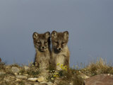 A Close View of Two Young Arctic Foxes Photographic Print by Norbert Rosing