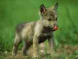 A gray wolf cub licks his nose Lámina fotográfica por Joel Sartore