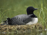 A Common Loon Sits on Her Marshy Nest Photographie par Michael S. Quinton