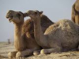 Two Dromedary Camels Photographie par James L. Stanfield