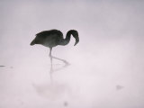 Flamingo Wades in a Thermal Hot Spring in Chiles Atacama Desert Photographie par Joel Sartore