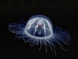 An Inch Long Transparent Jellyfish Glows in the Dark Photographic Print by Bill Curtsinger