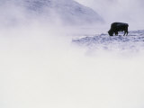 Buffle broutant en hiver Photographie par Bobby Model