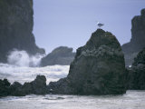 A Gull Sits on a Rock at Cannon Beach Photographic Print by Phil Schermeister