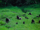 Michael Nichols - Western Lowland Gorillas Foraging in the Bai - Fotografik Baskı Michael Nichols - Western Lowland Gorillas Foraging in the Bai - Fotografik Baskı