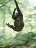 A gorilla plays at the Mpassa Reserve Lámina fotográfica por Michael Nichols