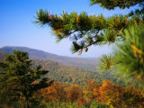 Pine Tree and Forested Ridges of the Blue Ridge Mountains Photographic Print by Raymond Gehman
