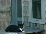 A Cat Sits on a Porch Photographic Print by James L. Stanfield