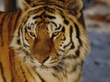 A Close View of a Siberian Tiger Photographic Print by Dr. Maurice G. Hornocker