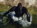 Lowland Gorilla Lámina fotográfica por Bates Littlehales