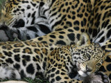 A Jaguar and Cub Relax Photographic Print by Steve Winter