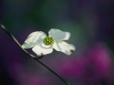 A Single Dogwood Blossom Open to the Sunlight Photographic Print by Stephen St. John