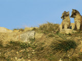 Two Young Arctic Foxes on a Rocky Hillside Photographic Print by Norbert Rosing