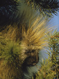 The Head of a Porcupine Seen Close Up Photographie par Michael S. Quinton